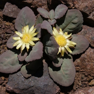 Pachylaena atriplicifolia